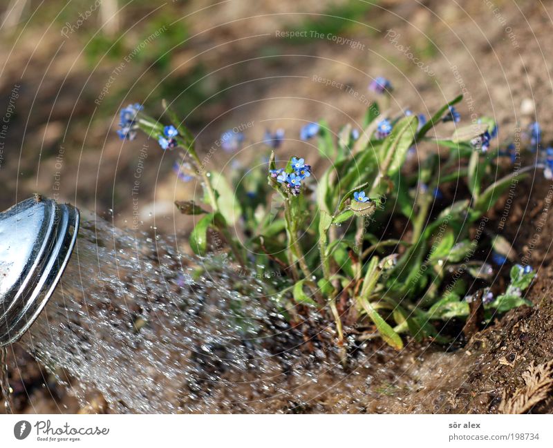 Gardening the Second Earth Water Plant Blossom Forget-me-not Shower head Metal Work and employment Blossoming Growth Wet Beautiful Blue Brown Green Spring fever