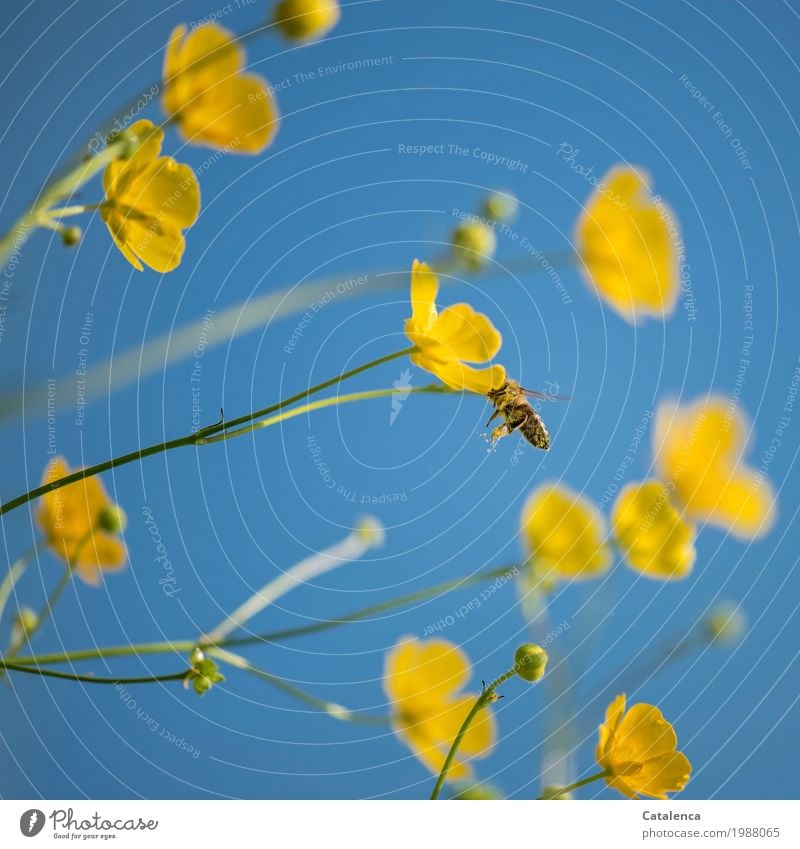 About bees and flowers; bee and yellow buttercups under blue sky Pollen Plant Animal Sky Summer Beautiful weather Flower Blossom Marsh marigold Meadow