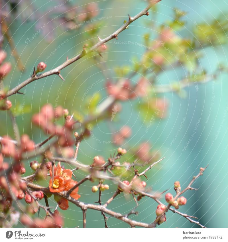 spring pastel Nature Plant Spring Beautiful weather Bushes Blossom Flowering Quince Bud Quince blossom Garden Blossoming Illuminate Bright Pink Moody