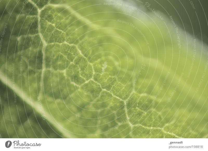 leaf green Nature Plant Leaf Foliage plant Green Pallid Contrast low-contrast Colour photo Exterior shot Detail Macro (Extreme close-up) Abstract Pattern