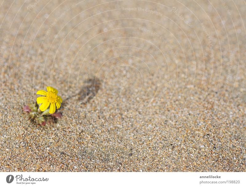 thirsty Environment Nature Landscape Sand Climate Climate change Beautiful weather Warmth Drought Plant Flower Blossom Wild plant Beach Desert Blossoming Growth