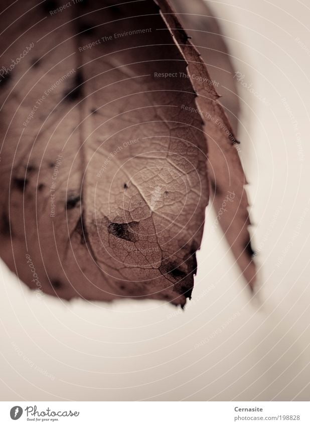 Passage of Time Plant Rose Leaf Dark Simple Creepy Near Wild Soft Brown Decay Old Rose leaves Veins Consistency Crack & Rip & Tear Subdued colour Exterior shot