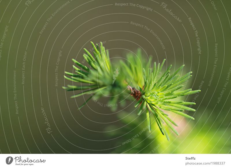 Spring branch in May Larch larch needles spring branch Coniferous trees conifer branch spring awakening Fir needle spring green spring feeling Plantlet