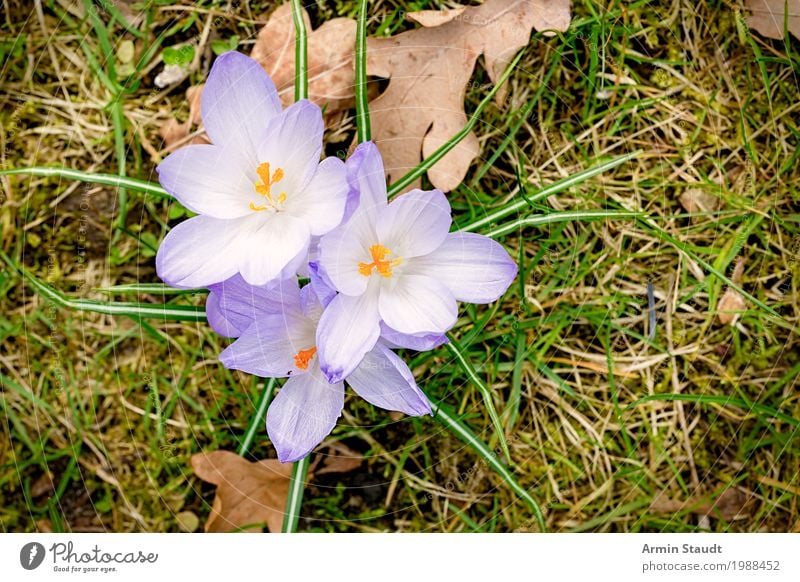 spring Beautiful Fragrance Summer Garden Easter Nature Plant Earth Spring Beautiful weather Flower Park Meadow Breathe Illuminate Growth Esthetic Free