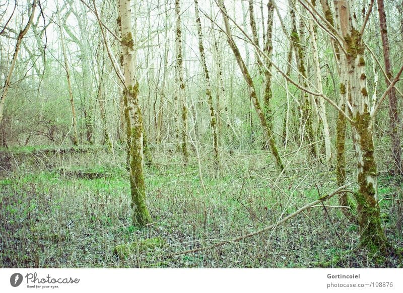 nature reserve Environment Nature Plant Spring Summer Tree Grass Bushes Moss Forest Wood Green To go for a walk Nature reserve Environmental protection