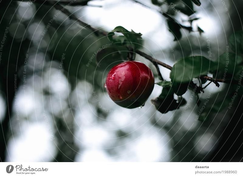 red delicious Food Fruit Apple Lifestyle Elegant Style Design Joy Leisure and hobbies Nature Plant Beautiful weather Rain Tree Leaf Wild plant Garden Park Sweet