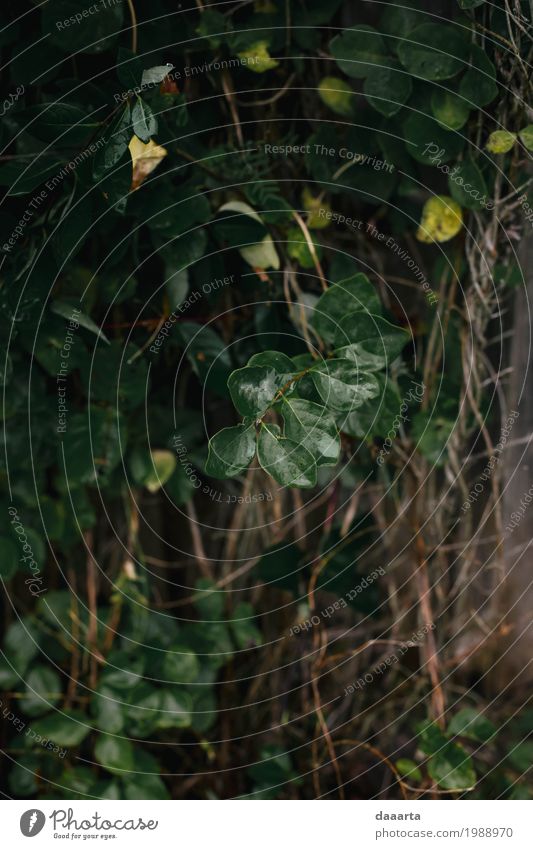 this is nature Nature Plant Drops of water Summer Rain Tree Grass Bushes Leaf Wild plant Branch Garden Park Forest Authentic Glittering Natural Green Moody Life