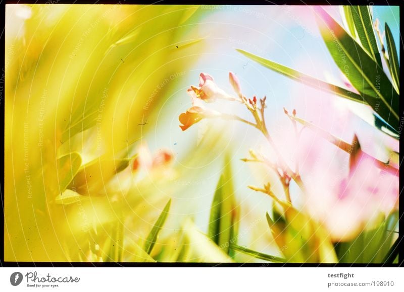 i can be a frog Plant Animal Sun Sunlight Leaf Blossom Fragrance Friendliness Fresh Warmth Flower Blur Summer Dye Multicoloured flash Colour photo Detail