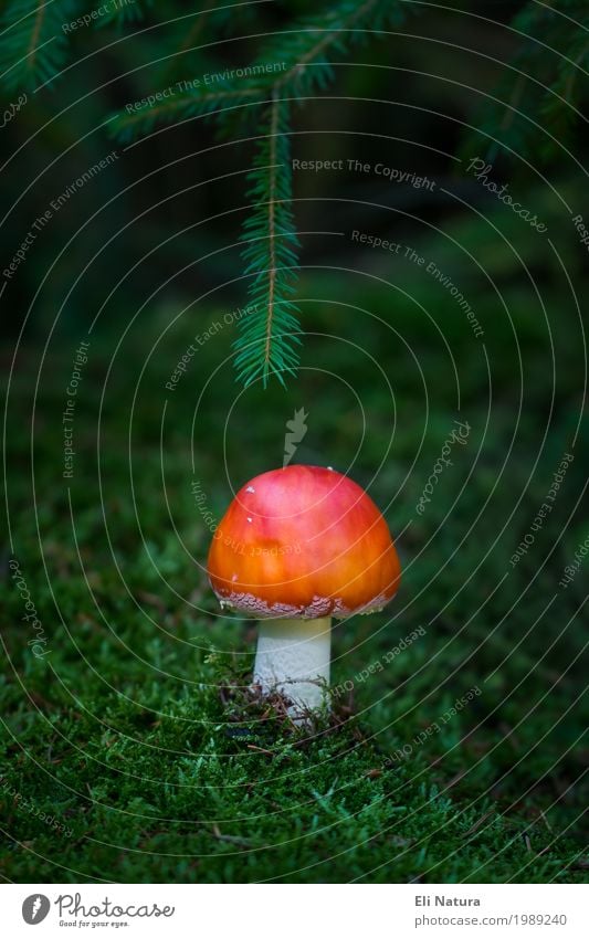 A little man stands in the forest ... Intoxicant Leisure and hobbies Trip Freedom Expedition Hiking Oktoberfest Nature Plant Animal Earth Autumn Moss Mushroom