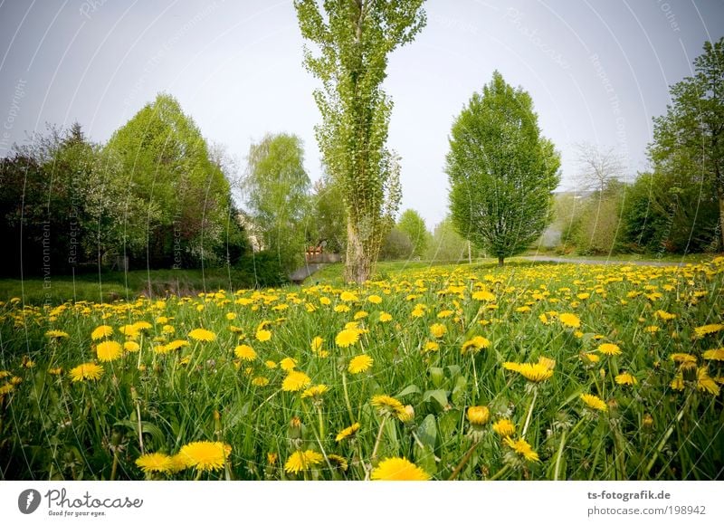 On the Wiesn Relaxation Calm Cure Vacation & Travel Trip Environment Nature Landscape Spring Summer Weather Beautiful weather Plant Tree Dandelion Garden Park