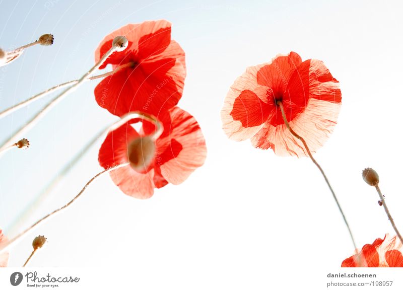 backlight poppy meadow Nature Plant Cloudless sky Sun Beautiful weather Flower Blue Red Poppy Poppy blossom Light Sunlight Sunbeam Back-light Worm's-eye view