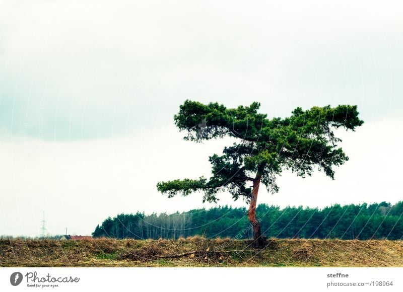 tousled Nature Landscape Plant Tree Forest River bank Natural Wind Disheveled Cross processing Colour photo Exterior shot Escarpment 1