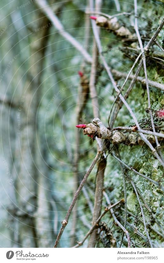 Cross and cross Environment Nature Plant Bushes Moss Garden Park Esthetic Wall (barrier) Wall plant Tendril Red Green Net Blossom Bud Colour photo Exterior shot