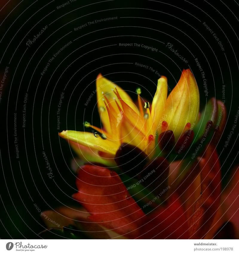 little flowers Plant Flower Blossom Blossoming Yellow Esthetic Loneliness Colour photo Detail Macro (Extreme close-up) Abstract Blur Shallow depth of field