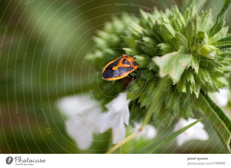 bug Nature Plant Animal Flower Blossom Foliage plant Meadow Alps Wild animal Beetle 1 Fragrance Natural Green Colour photo Exterior shot Deserted