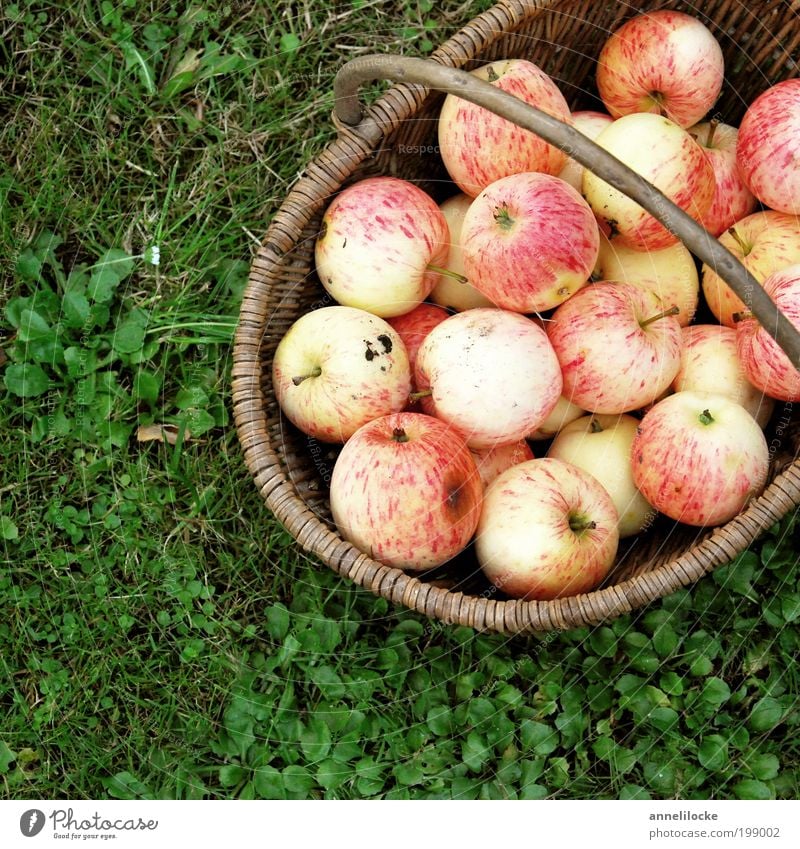 summer apples Food Fruit Apple Nutrition Picnic Organic produce Vegetarian diet Basket Healthy Living or residing Garden Summer Autumn Plant Grass