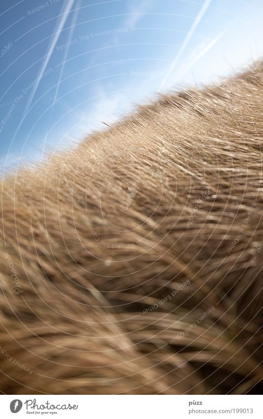 obliquely Far-off places Freedom Summer Sun Nature Landscape Plant Air Sky Horizon Grass Infinity Under Blue Yellow Dune Marram grass Vapor trail Blur Dynamics