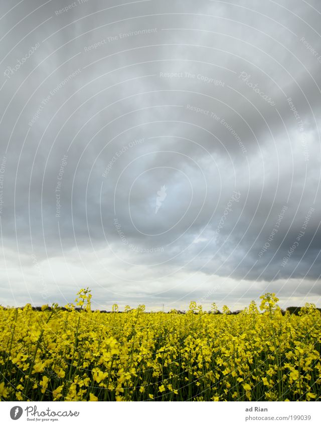 Rap, that was his last word. Harvest Nature Landscape Sky Clouds Bad weather Storm Rain Canola Canola field Field Hill Apocalyptic sentiment Colour photo