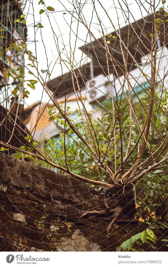 A scrub growing in the city Garden Decoration Nature Landscape Plant Sky Tree Grass Park Town Street Growth Green bush urban empty Leafless Hongkong Asia asian