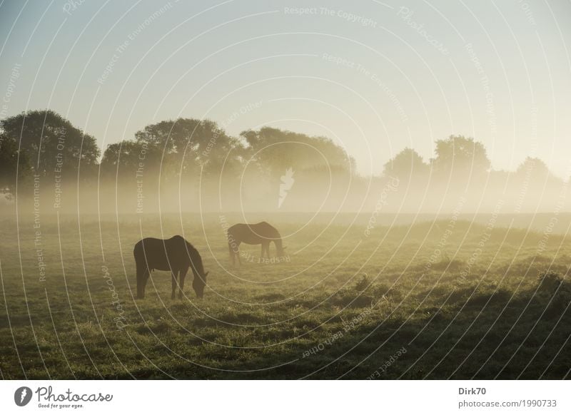 That perfect morning ... Ride Agriculture Forestry Environment Nature Landscape Cloudless sky Sunlight Summer Autumn Beautiful weather Fog Meadow Pasture Bremen