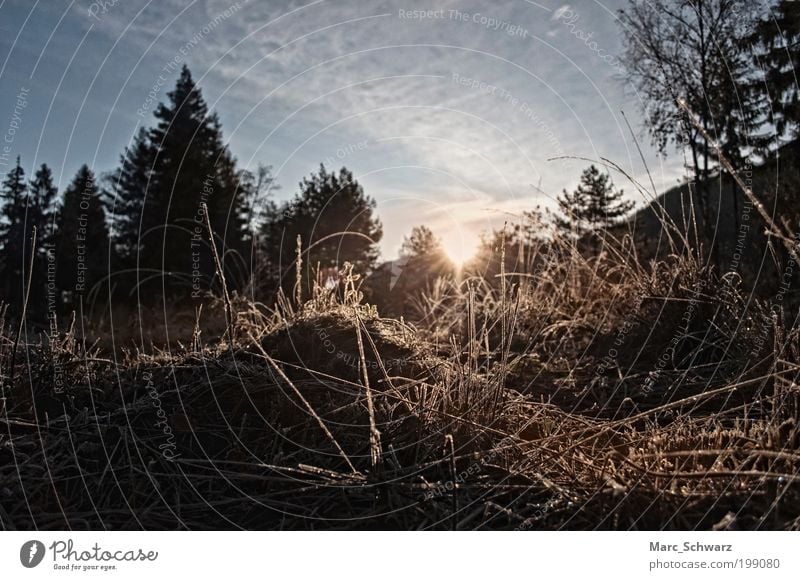 Morning frost at sunrise Nature Landscape Earth Sky Sun Sunrise Sunset Sunlight Autumn Beautiful weather Tree Grass Field Forest Austria Europe Deserted Energy