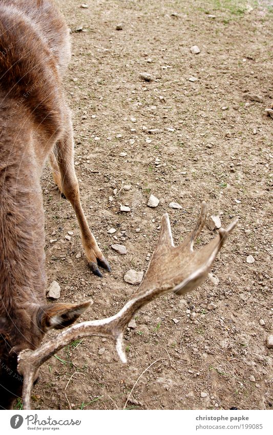 steadfast Farm animal Wild animal 1 Animal Competition Deer Fallow deer Antlers Pelt Red deer Hoof Legs Dry Ground Vension Feeding Unwavering Colour photo