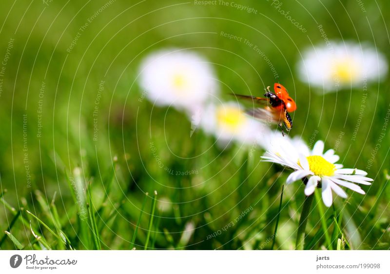 ...fly Nature Spring Beautiful weather Meadow Animal Beetle 1 Joie de vivre (Vitality) jarts Ladybird Colour photo Exterior shot Close-up Detail Deserted