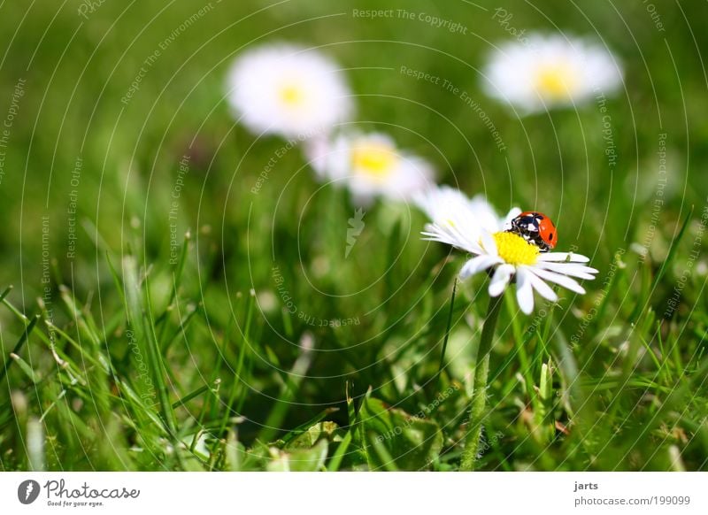 Time to... Nature Spring Flower Grass Garden Meadow Wild animal Beetle 1 Animal Free Serene Idyll Calm Ladybird jarts Colour photo