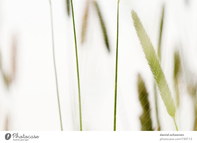 Grass level Plant Meadow Bright Green White Macro (Extreme close-up) Light