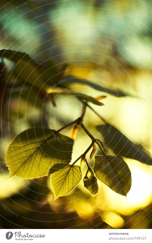 Sunset behind linden leafs Nature Plant Sunlight Spring Tree Leaf Happiness Spring fever Cool (slang) Optimism Power Willpower Determination Acceptance Trust