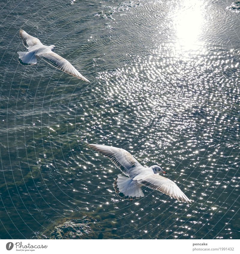 flight attendants Elements Water Beautiful weather Lake Animal Wild animal Bird 2 Flying Communicate Free Happy Infinity Pair of animals Lake Constance Waves