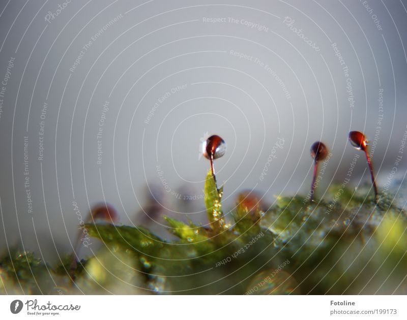 winter farewell Environment Nature Landscape Plant Elements Water Drops of water Sky Winter Climate Weather Beautiful weather Ice Frost Snow Moss Garden Park