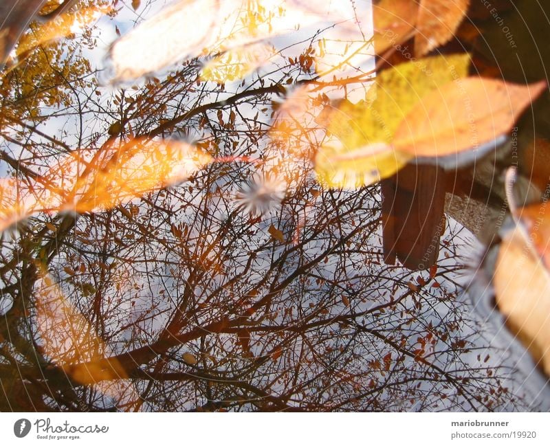 autumn_02 Leaf Autumn Wet Reflection Tree Yellow Surface of water Water Autumnal Branch Rainwater butt