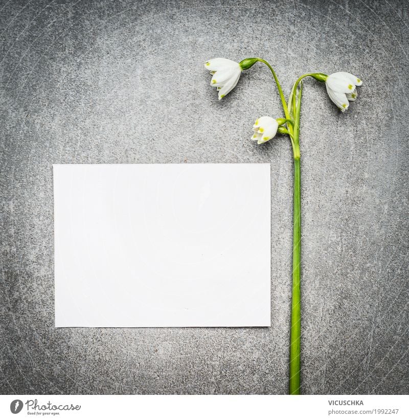 Empty white card with lily of the valley Lifestyle Style Design Garden Feasts & Celebrations Mother's Day Nature Plant Spring Flower Leaf Blossom Decoration