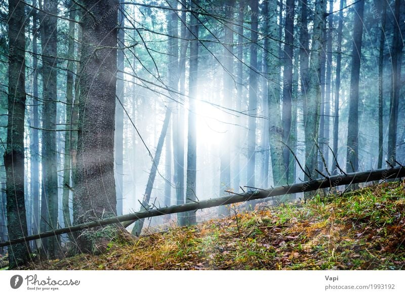 Mysterious fog in the green forest Adventure Sun Wallpaper Nature Landscape Sunrise Sunset Sunlight Spring Summer Autumn Weather Fog Tree Bushes Leaf Forest