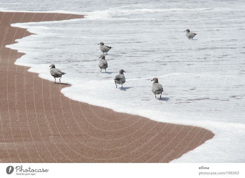 beach walk Nature Landscape Sand Water Beautiful weather Coast Beach North Sea Baltic Sea Ocean Animal Bird Wing Esthetic Wet Natural Clean Moody Safety