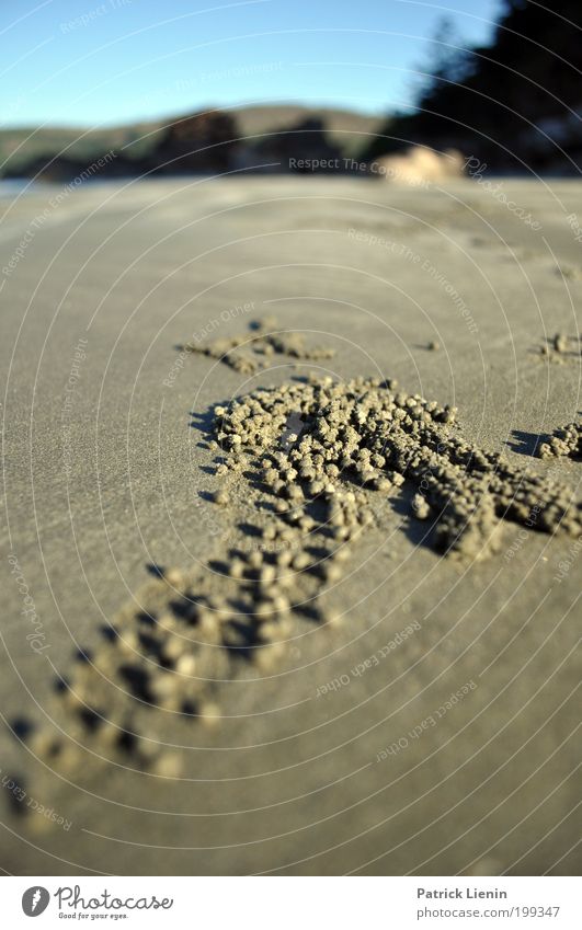 every grain of sand Nature To enjoy Sand Beach Ocean Coast Animal Cancer Grain Sphere Structures and shapes Light Tracks Pleasant To go for a walk