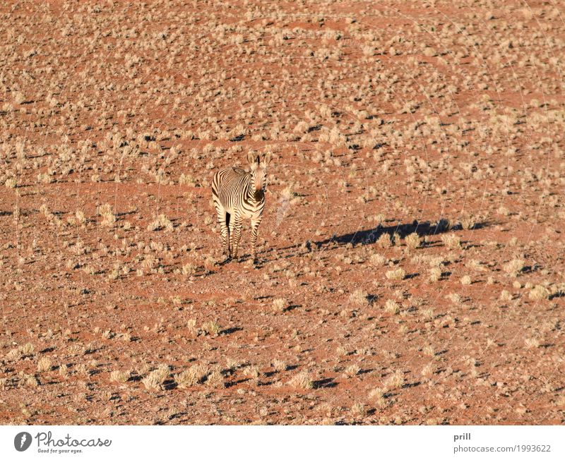 zebra in Namibia Safari Landscape Animal Sand Grass Desert Wild animal Horse Dry Zebra Savannah Africa sunny Lighting Habitat Striped Camouflage Dried parched