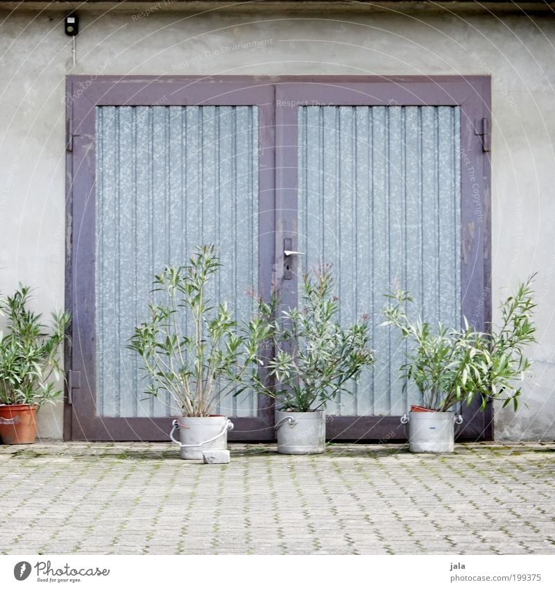 Somewhere in the neighbourhood Plant Foliage plant Pot plant House (Residential Structure) Places Building Wall (barrier) Wall (building) Facade Door Simple