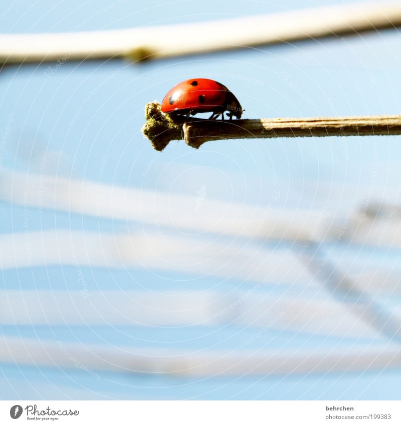 to go on the nap... Sky Plant Animal Beetle 1 Brave Attentive Caution Hope Contentment Branch Ladybird Balance Point Red Crawl Insect Good luck charm