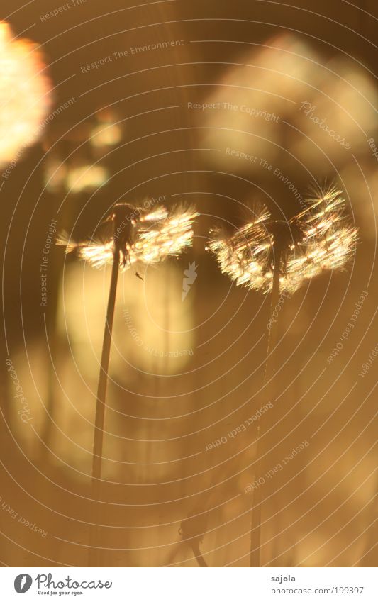 puff flowers bathed in warm light Environment Nature Plant Flower Grass Foliage plant Dandelion Dandelion field Meadow Illuminate Esthetic Brown Gold Joy Happy