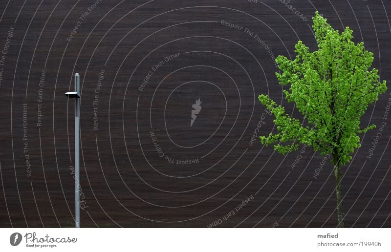 North-South Dialogue #100 House (Residential Structure) Plant Spring Tree Manmade structures Building Architecture Wall (barrier) Wall (building) Facade Wood