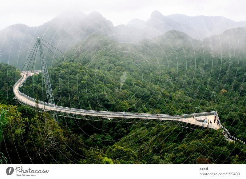 bridge Vacation & Travel Tourism Nature Landscape Plant Fog Warmth Tree Forest Mountain To enjoy Hang Colour photo Exterior shot Deserted Dawn