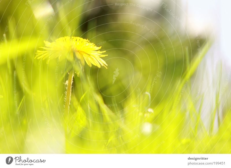 Sunny weekend ... Spring Summer Climate Weather Beautiful weather Warmth Flower Grass Meadow Dandelion Garden Brash Bright Wild Joie de vivre (Vitality)