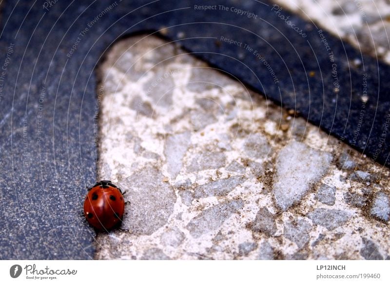 Waiting for the towing service Environment Nature Transport Traffic infrastructure Street Lanes & trails Animal Beetle 1 Crawl Walking Hiking Red Movement