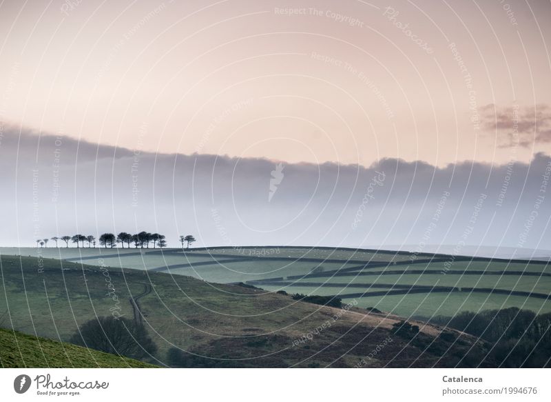 nostalgia Nature Landscape Sky Clouds Horizon Winter Tree Grass Bushes Clump of trees Field Hedge Meadow Hill Bog sheep pasture Esthetic Exceptional Brown Green