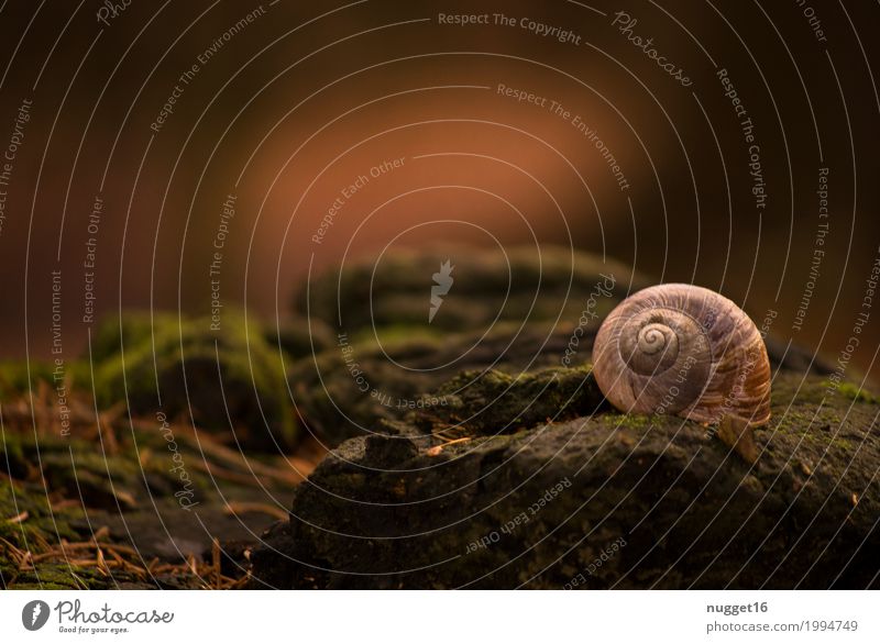 escargot Environment Nature Animal Spring Summer Autumn Moss Garden Park Meadow Forest Wild animal Snail Vineyard snail Snail shell 1 Eating Esthetic Dark Near