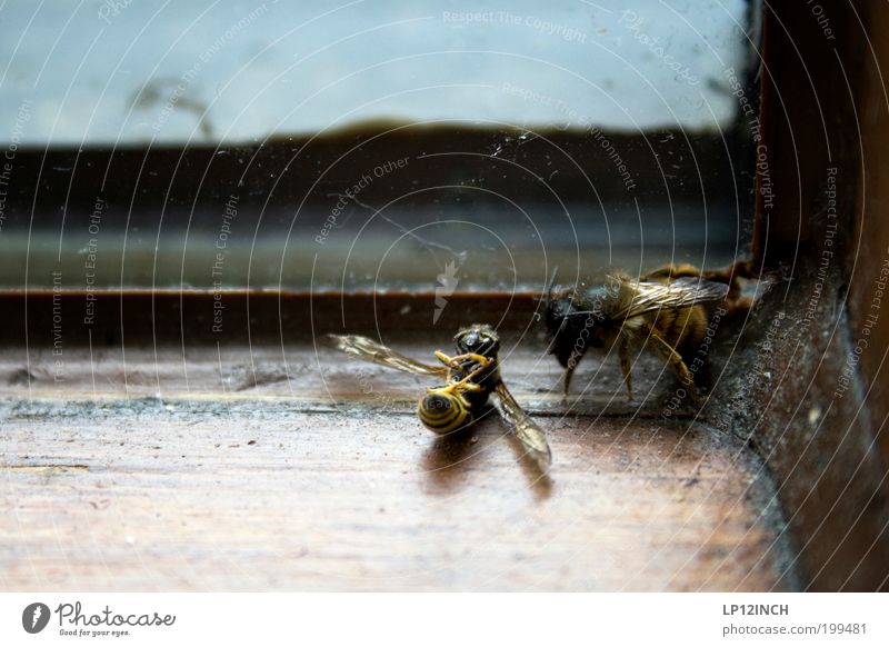 say goodbye Environment Nature Animal Bee 2 Pair of animals Sadness Concern Grief Death Relationship Survive Corner Colour photo Interior shot Close-up