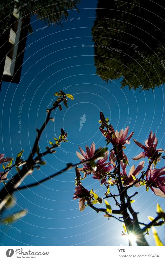 Earth View Environment Nature Plant Elements Air Sky Cloudless sky Sun Sunlight Spring Tree Blossom Foliage plant Growth Blue Pink Discover Colour Bud Bright