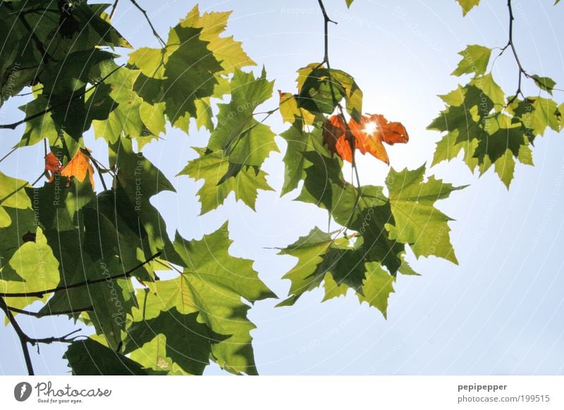 shadow play Summer Sun Tree Leaf Growth Blue Green Colour photo Exterior shot Day Light Shadow Contrast Silhouette Sunlight Leaf canopy Back-light X-rayed